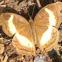 Widespread and common African Butterfly, Junonia terea, © Michael Plagens