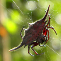 a spiny orb-weaver, Gasteracantha, © Michael Plagens