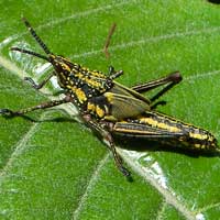 Black and Yellow Pyrgomorphidae, photo © Michael Plagens