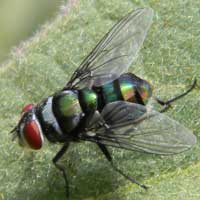 A blow fly, family Calliphoridae, © Michael Plagens