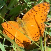 Common Leopard an African butterfly © Michael Plagens