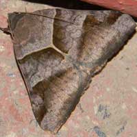 An African Noctuidae moth from Eldoret, Kenya, Africa, photo © Michael Plagens