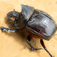 Copris Dung Beetle, photo © Michael Plagens