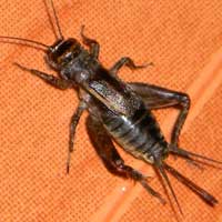 A field cricket, g. Gryllus from Eldoret, Kenya, Africa, photo © Michael Plagens