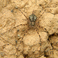 a two-tailed spider, Hersiliidae, © Michael Plagens