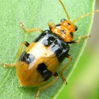 Chrysomelid Beetles are leaf-eater, photo © Michael Plagens
