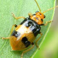 Brightly colored chrysomelid beetle © Michael Plagens