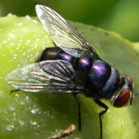 A different blow fly species, family Calliphoridae, © Michael Plagens