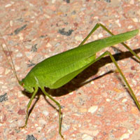 A Tettigoniidae from Marigat, Kenya, Africa, photo © Michael Plagens