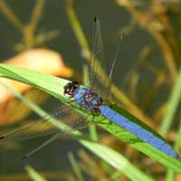 A blue Skimmer dragonfly from Naiberi River Camp, Kenya © Michael Plagens