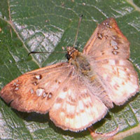 A Skipper Butterfly from Kakamega Forest © Michael Plagens