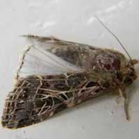 An adult cutworm moth from Eldoret, Kenya, Africa, photo © Michael Plagens