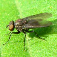 A small, unknown fly species © Michael Plagens