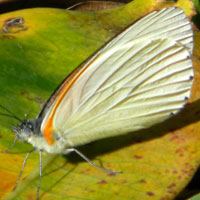 Dotted Border Butterfly, Mylothris sp., © Michael Plagens