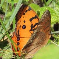 orange color form, Precis ctavia, © Michael Plagens