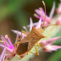 A mating pair of leaf-footed bugs from Nairobi, Kenya, Africa, photo © Michael Plagens