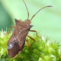 perhaps Cletus, and a darker phase leaf-footed bug from Kitale, Kenya, Africa, photo © Michael Plagens
