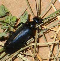 a blue-black meloidae from Amboseli © Michael Plagens