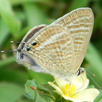 Small Blue Butterfly, Lampides sp., © Michael Plagens