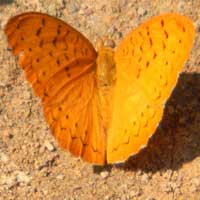 a bright orange nymphalidae from Kakamega Forest © Michael Plagens