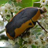 a flower chafer beetle, Pachnoda sp., from Nairobi © Michael Plagens