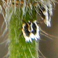 A possible felt scale on a composite inflorescence from Kenya, Africa, photo © Michael Plagens