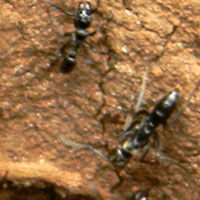 Tropical Forest Ant