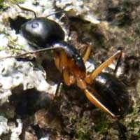 A ant, formicidae, © Michael Plagens