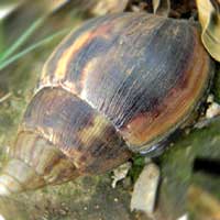 African Land Snail and other Mollusks, photo © Michael Plagens