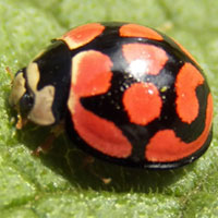 Lady Beetle, Coccinellidae, Kenya, photo © Michael Plagens