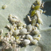 A colony of Cabbage Aphids on the underside of Sukuma Wiki from Eldoret, Kenya, Africa, photo © Michael Plagens