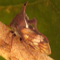 Membracidae look like thorns. Eldoret, Kenya, Africa, photo © Michael Plagens