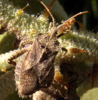 A plant feeding leaf-footed bug from Kenya, Africa, photo © Michael Plagens