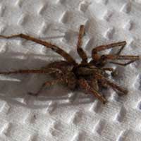 Male funnelweb spider, agelenidae, Eldoret, Kenya © Michael Plagens