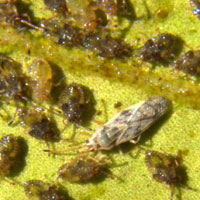 a colony of lacebugs, f. tingidae. Eldoret, Kenya, Africa, photo © Michael Plagens