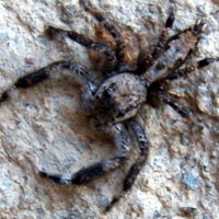 A Jumping Spider, probably Holcolaetis, Rift Valley, Kenya © Michael Plagens