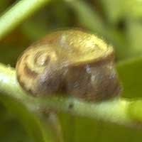 A Land Snail from Kitale, Kenya, Africa, photo © Michael Plagens