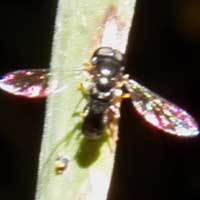 what family does this fly belong to? Photo © Michael Plagens