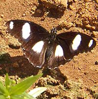 Mimic, Hypolimnas misippus, from Mombasa, Kenya, Africa, photo © Michael Plagens