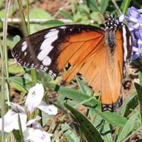 Mimic, Hypolimnas misippus, from Kenya, Africa, photo © Michael Plagens