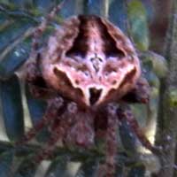 An orb weaving Spider, Rift Valley, Kenya © Michael Plagens