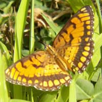 Joker Butterfly, Nymphalidae., © Michael Plagens