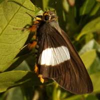 Striped Policeman Skipper Butterfly, Coeliades forestan, © Michael Plagens