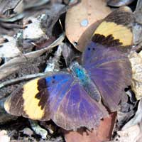 Gold-banded Forester butterfly © Michael Plagens