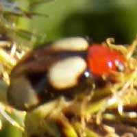 Galerucine Chrysomelidae © Michael Plagens