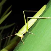 A conenosed katydid from Iten from Iten, Kenya, Africa, photo © Michael Plagens