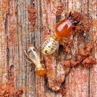 termites consuming a wood fence post, Eldoret, Kenya © Michael Plagens