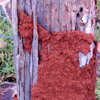 termites consuming a wood fence post, Eldoret, Kenya © Michael Plagens