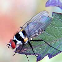 this might be a Anthomyiidae © Michael Plagens