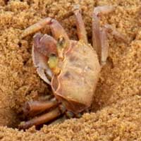 A Decapod Tunneling on the Beach at Malindi, photo © Michael Plagens